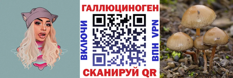 Псилоцибиновые грибы Psilocybine cubensis Верхняя Пышма